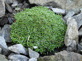 Gypsophila aretioides